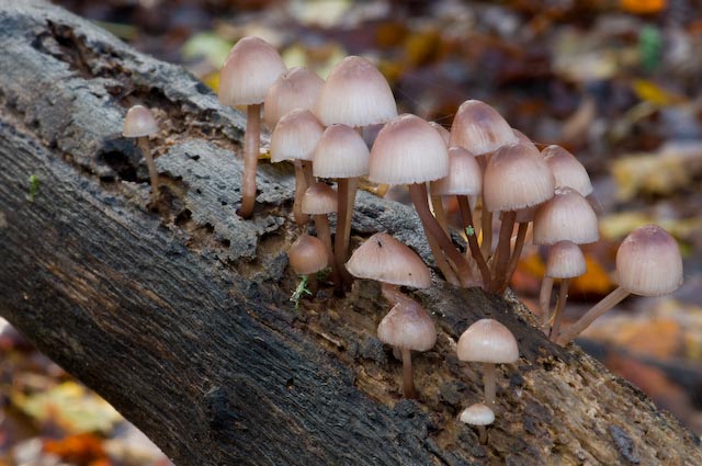 Mycena ? (cfr. M. haematopus)